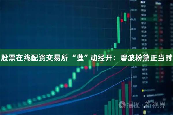 股票在线配资交易所 “莲”动经开：碧波粉黛正当时